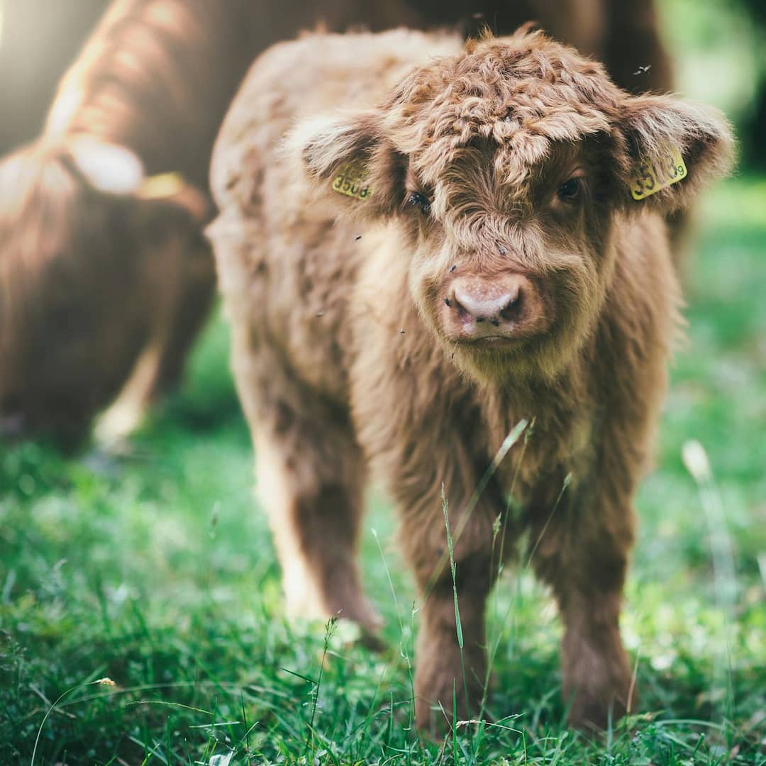 brown lamb