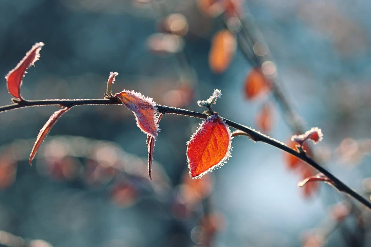 Winter Gardening Tips