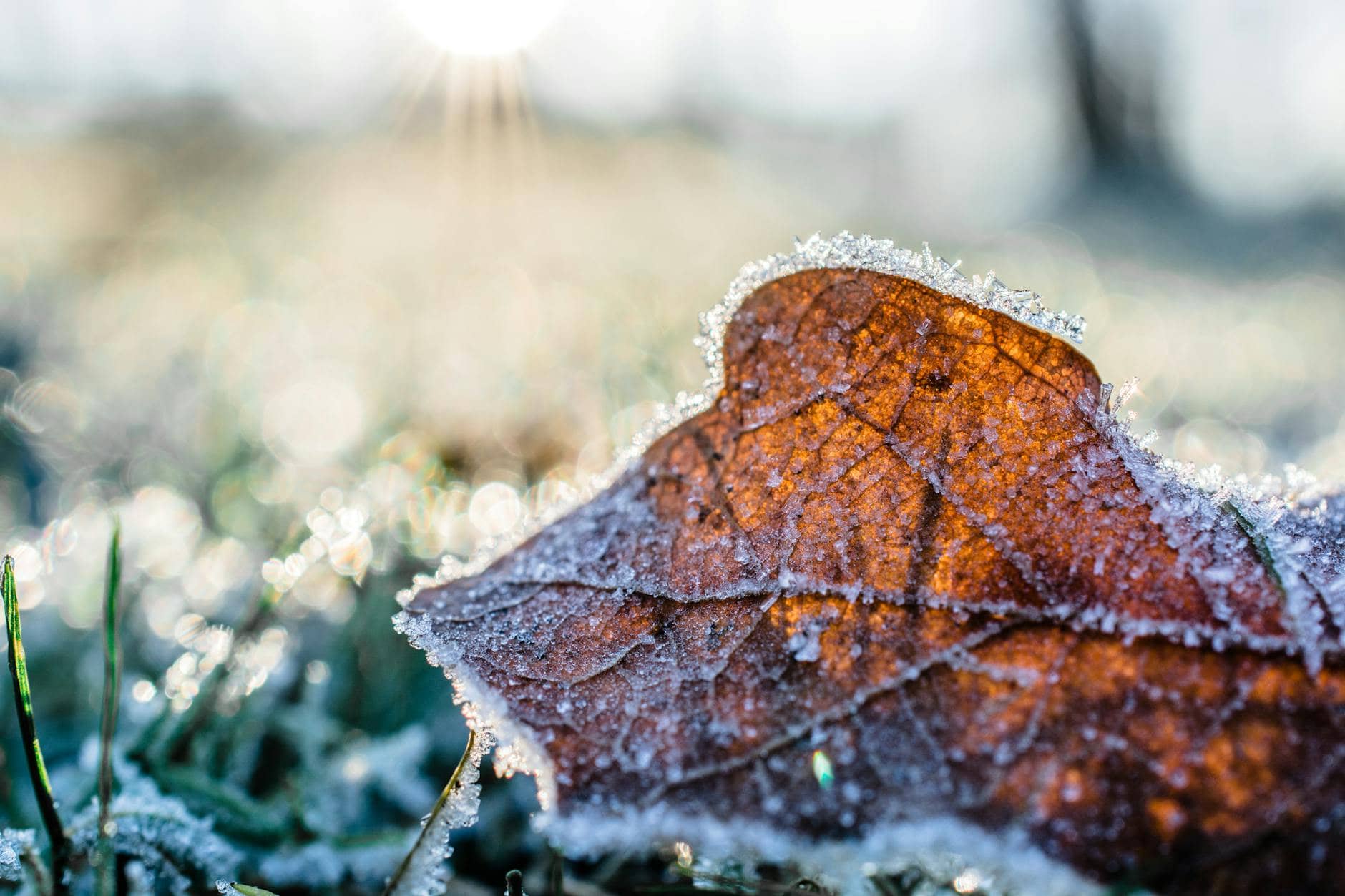 dried leaf cover by snow at daytime- Winter Gardening Tips